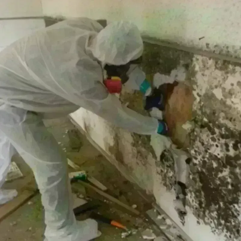 Mold Remediation and Removal in Pauls Valley, OK